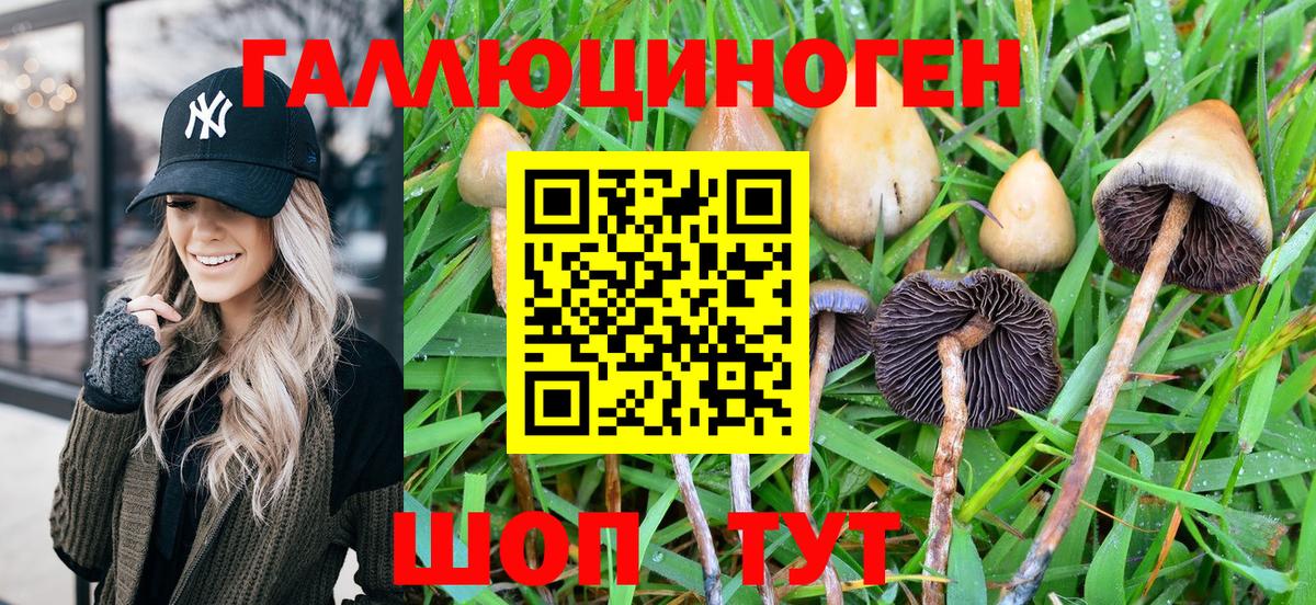 Калининград  Галлюциногенные грибы Psilocybe  Вход с VPN 